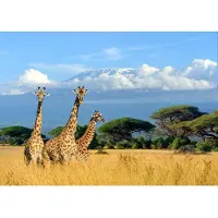 Papermoon Fototapete "Giraffes at Kilimanjaro", bunt, B:2,5m L:1,86m, Vlies, Tapeten, Fototapete