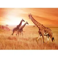 Papermoon Fototapete "African Giraffes", bunt, B:3m L:2,23m, Vlies, Tapeten, Fototapete