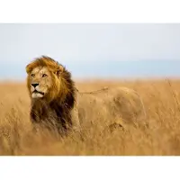 Papermoon Fototapete "Lion in Masai Mara Kenya", bunt, B:4m L:2,6m, Vlies, Tapeten, Fototapete