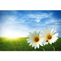 Papermoon Fototapete "Spring Daisies", bunt, B:2,5m L:1,86m, Vlies, Tapeten, Fototapete