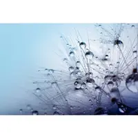 Papermoon Fototapete "Seeds with Water Drops", bunt, B:3m L:2,23m, Vlies, Tapeten, Fototapete