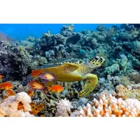 Papermoon Fototapete "Sea Turtle", bunt, B:4m L:2,6m, Vlies, Tapeten, Fototapete