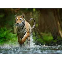 Papermoon Fototapete "Siberian Amur Tiger", bunt, B:2,5m L:1,86m, Vlies, Tapeten, Fototapete