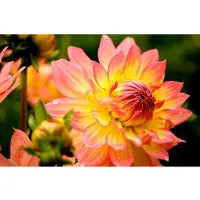 Papermoon Fototapete "Dahlia", bunt, B:3,5m L:2,6m, Vlies, Tapeten, Fototapete