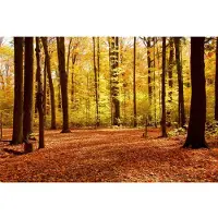 Papermoon Fototapete "Autumn Forest", bunt, B:2,5m L:1,86m, Vlies, Tapeten, Fototapete