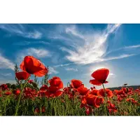 Papermoon Fototapete "Poppy Flowers Field", bunt, B:2,5m L:1,86m, Vlies, Tapeten, Fototapete