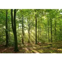 Papermoon Fototapete "Forrest morning", bunt, B:3m L:2,23m, Vlies, Tapeten, Fototapete