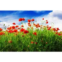 Papermoon Fototapete "Red Poppies", bunt, B:3,5m L:2,6m, Vlies, Tapeten, Fototapete