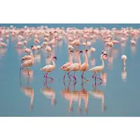 Papermoon Fototapete "Flamingos", bunt, B:5m L:2,8m, Vlies, Tapeten, Fototapete