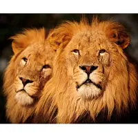 Papermoon Fototapete "Male Lions", bunt, B:3m L:2,23m, Vlies, Tapeten, Fototapete