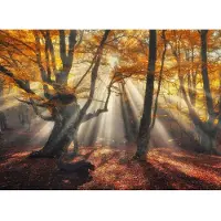 Papermoon Fototapete "Magical Old Trees", bunt, B:2,5m L:1,86m, Vlies, Tapeten, Fototapete