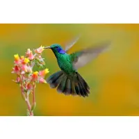 Papermoon Fototapete "Hummingbird Colibri Thalassinus", bunt, B:5m L:2,8m, Vlies, Tapeten, Fototapete