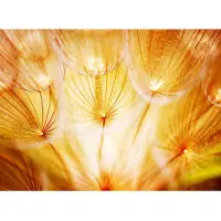 Papermoon Fototapete "Soft Dandelion Flowers", bunt, B:4m L:2,6m, Vlies, Tapeten, Fototapete