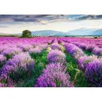 Papermoon Fototapete "Lavende Garden", bunt, B:2,5m L:1,86m, Vlies, Tapeten, Fototapete
