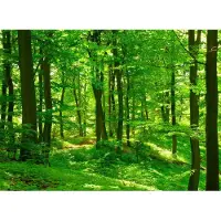 Papermoon Fototapete "Forest in Spring", bunt, B:2m L:1,49m, Vlies, Tapeten, Fototapete