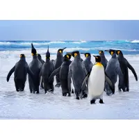 Papermoon Fototapete "King Penguins", bunt, B:5m L:2,8m, Vlies, Tapeten, Fototapete