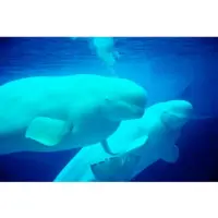 Papermoon Fototapete "Beluga Whales", bunt, B:2,5m L:1,86m, Vlies, Tapeten, Fototapete