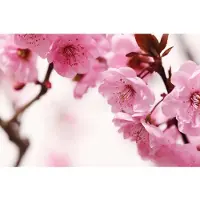 Papermoon Fototapete "Peach Blossom", bunt, B:3m L:2,23m, Vlies, Tapeten, Fototapete
