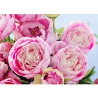 Papermoon Fototapete "Pink Peony Flowers", bunt, B:3,5m L:2,6m, Vlies, Tapeten, Fototapete