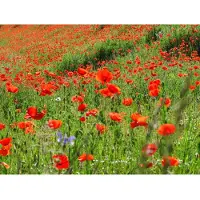 Papermoon Fototapete "Red Poppa Field", bunt, B:5m L:2,8m, Vlies, Tapeten, Fototapete