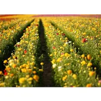 Papermoon Fototapete "Flower Field in San Diego", bunt, B:5m L:2,8m, Vlies, Tapeten, Fototapete