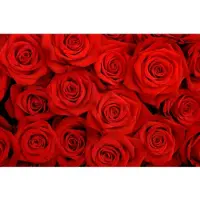 Papermoon Fototapete "Red Roses", bunt, B:2m L:1,49m, Vlies, Tapeten, Fototapete