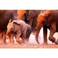 Papermoon Fototapete "Elephant Herd", bunt, B:5m L:2,8m, Vlies, Tapeten, Fototapete