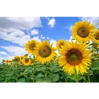Papermoon Fototapete "Sunflower Field", bunt, B:2m L:1,49m, Vlies, Tapeten, Fototapete