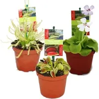 Aucune Starter Set Fleischfressende Pflanzen 3 Pflanzen