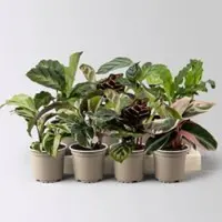 Pflanzen-Kölle Calathea Mini Mix zufällig, Topf-Ø 7 cm, Höhe ca. 10-15 cm, 8 Pflanzen