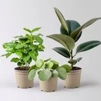 Pflanzen-Kölle Grünpflanzen-Set Grüner Glanz, Topf-Ø 12 cm, 3 Pflanzen