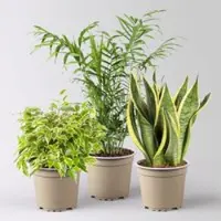 Pflanzen-Kölle Grünpflanzen-Set Guter Schlaf grün-gelb, Topf-Ø 12 cm, 3 Pflanzen