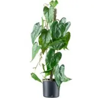 Pflanzen-Kölle Künstlicher Anthurium andreanum, Höhe ca. 66 cm
