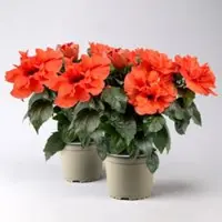Pflanzen-Kölle Hibiskus HibisQs 'Adonicus Double Orange' orange, Topf-Ø 13 cm, 2 Pflanzen