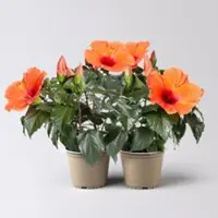 Pflanzen-Kölle Hibiskus, orange, Topf-Ø 13 cm, Höhe ca. 35 cm, 2 Pflanzen
