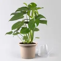 Pflanzen-Kölle Monstera deliciosa, Topf-Ø 21 cm, Höhe ca. 50-70 cm