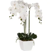 Beliani Oncidium Orchid