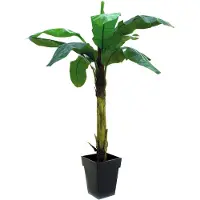 Europalms Bananenbaum