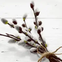 Duni 240 Tissue-Servietten 33 x 33 cm Wild Willow 3-lagig