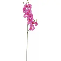 Europalms Orchideenzweig