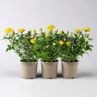 Pflanzen-Kölle Rose 'Golden Aloha Kordana Classic', gelb, Topf-Ø 10,5 cm, 3 Pflanzen