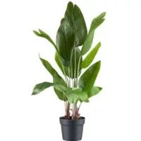 Pflanzen-Kölle Künstliche Strelitzia nicolai, Höhe ca. 70 cm