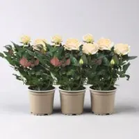 Pflanzen-Kölle Rose 'Belami Kordana Grande', creme, Topf-Ø 10,5 cm, 3 Pflanzen