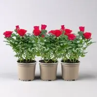 Pflanzen-Kölle Rose 'Mercedes Kordana Grande', rot, Topf-Ø 10,5 cm, 3 Pflanzen