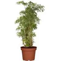 Pflanzen-Kölle Polyscias 'Ming', Topf-Ø 24 cm, Höhe ca. 70-80 cm