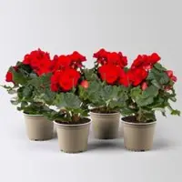 Pflanzen-Kölle Elatior-Begonie, rot, Topf-Ø 14 cm, Höhe ca. 20-27 cm, 4 Pflanzen