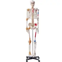 Vevor Menschliches Skelett Modell für Anatomie