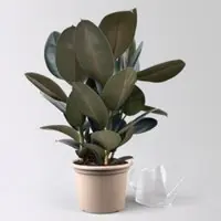 Pflanzen-Kölle Gummibaum 'Abidjan', Topf-Ø 27 cm, Höhe ca. 90 cm