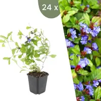 Frank GmbH Plants by Frank | 24 Bleiwurz Pflanzen | Ceratostigma plumbaginoides | Bodendecker Winterhart | Stauden Winterhart | Gartenpflanzen Winterhart