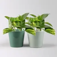 Pflanzen-Kölle Efeutute mit Übertopf Dallas seegrün & gletscherblau, Topf-Ø 12 cm, 2 Pflanzen